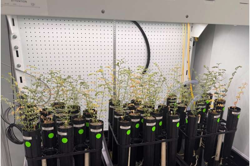 Scientists Grow Chickpeas in Moon Soil Simulant - Image 3