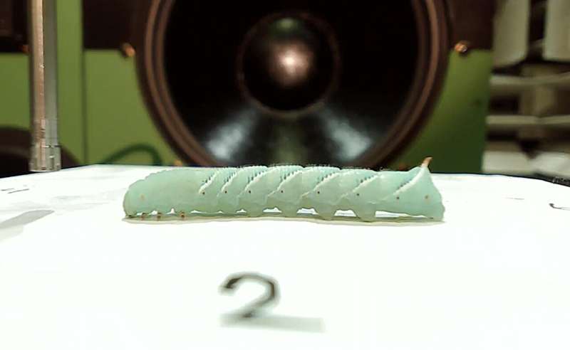 Caterpillars Hear Through Tiny Hairs, Inspiring New Tech - Image 2