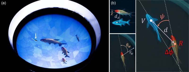 CNRS Study: Fish Schools Sync by Following 1 Peer - Image 3