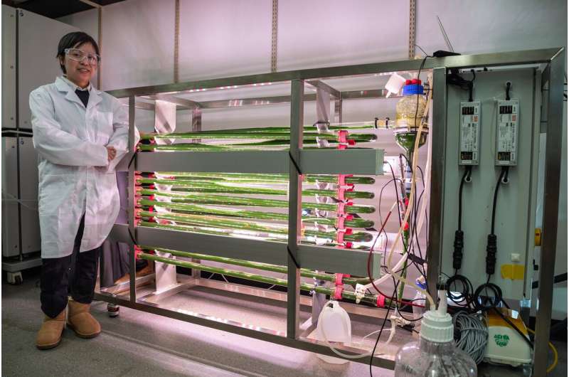 Engineer Creates Algae That Eats Microplastics From Water - Image 3