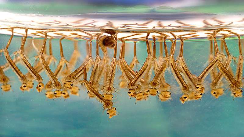 New Model Predicts West Nile Virus 22% Better - Image 2