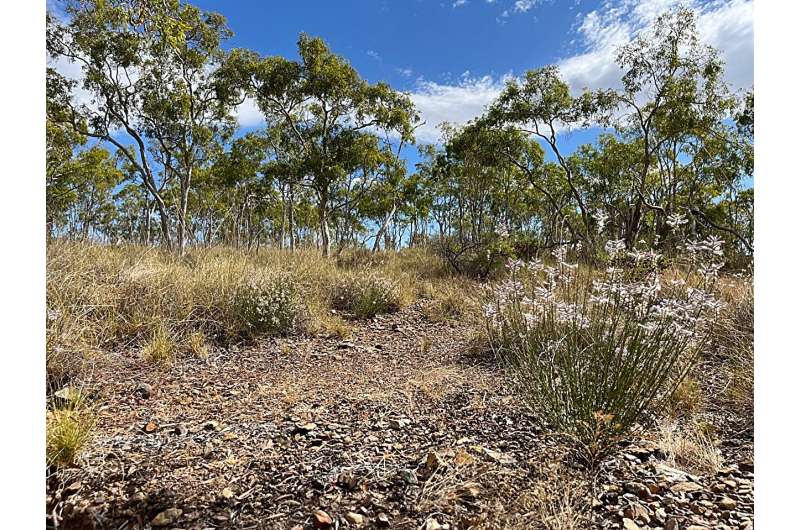 Extinct Plant Rediscovered in Remote Australia After 60 Years - Image 4