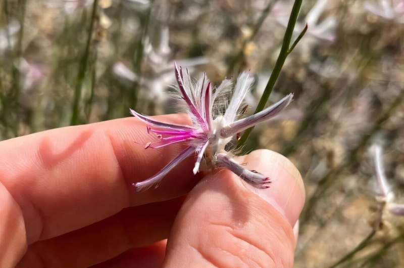 Extinct Plant Rediscovered in Remote Australia After 60 Years - Image 3