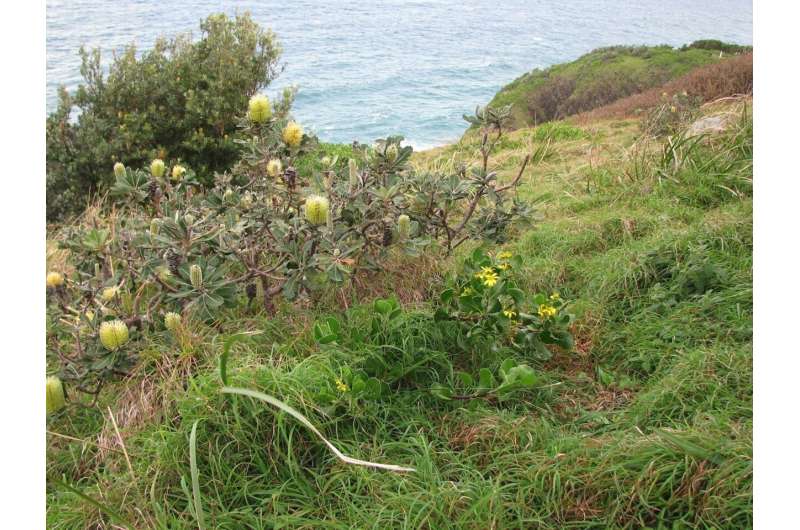 Satellites Detect Invasive Weeds with 89% Accuracy - Image 3