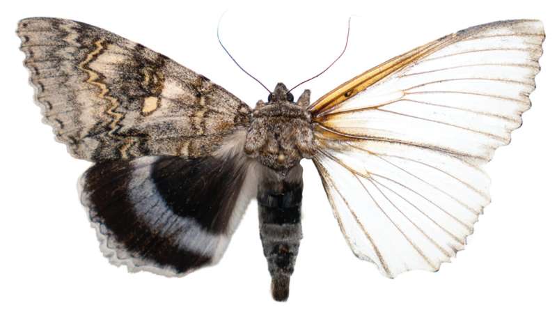Robot Moth in Estonia Grows Its Own Sensors on Demand - Image 3