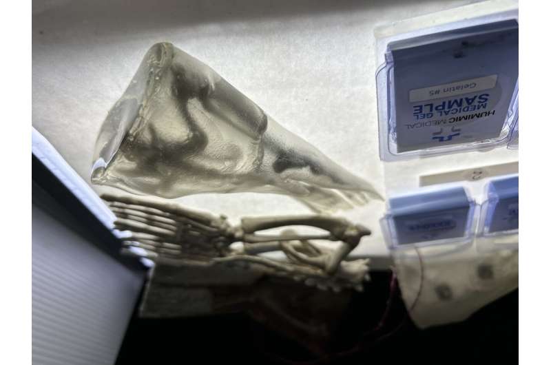 3D-Printed Sea Lion Models Save Real Animals From Toxic Algae - Image 3