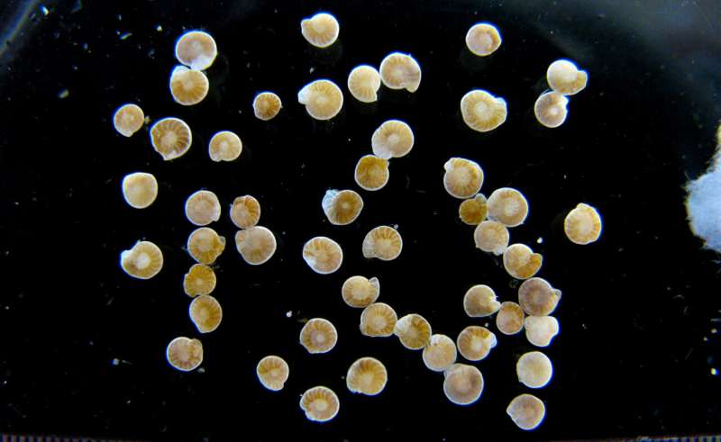 Scientists Solve How Earth Cooled After Dinosaurs Vanished - Image 4