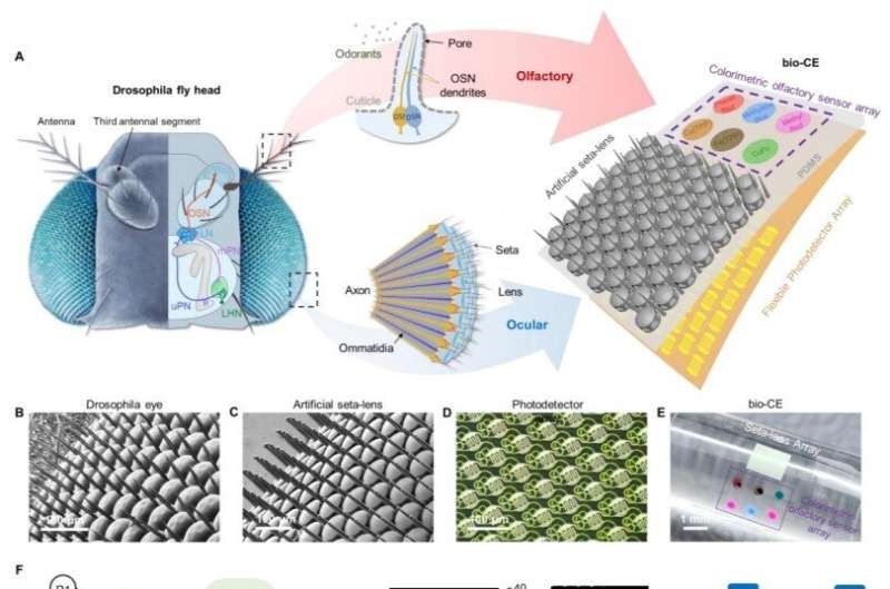 Fly-Inspired Robot Eye Sees and Smells Danger at Once - Image 3