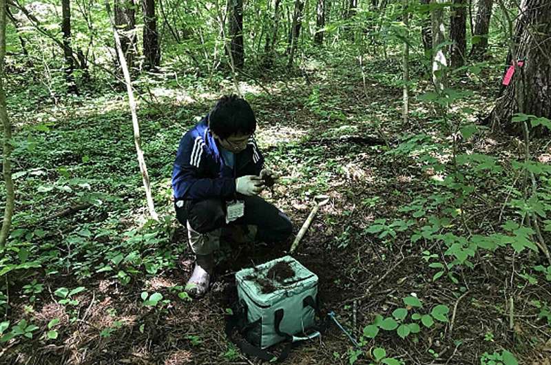 Hidden Fungi May Hold the Key to Healthy Forests - Image 3