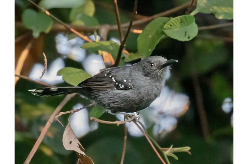 AI Helps Scientists Discover Two New Bird Species in Amazon - Image 2