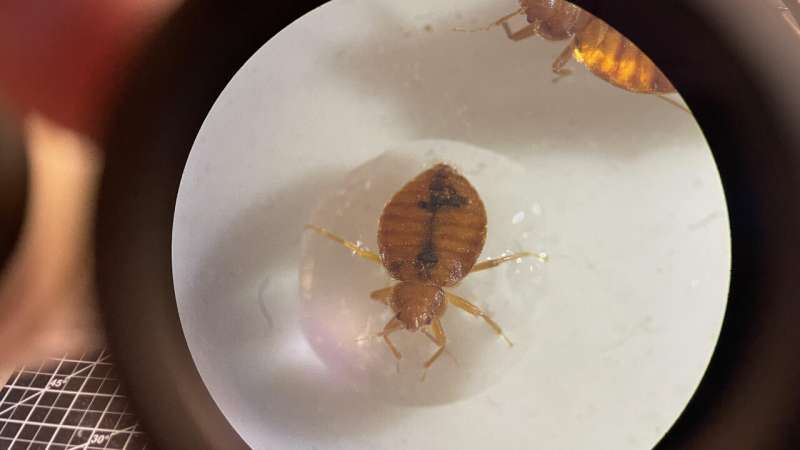 Scientists Find Bed Bugs' Surprising Weakness: Water - Image 3