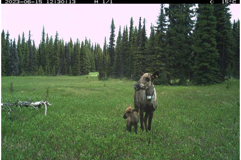 Terrain Predicts Which Caribou Calves Survive Wolf Control - Image 4