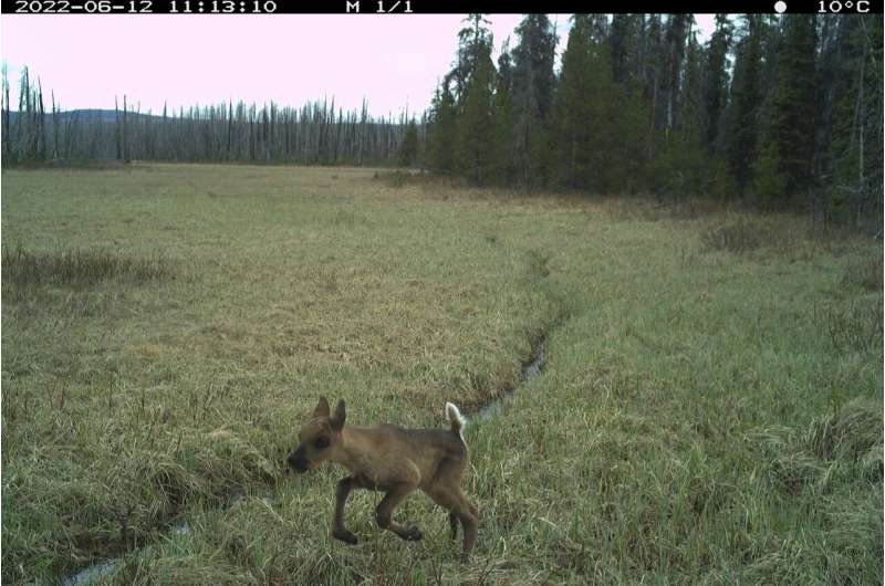 Terrain Predicts Which Caribou Calves Survive Wolf Control - Image 5