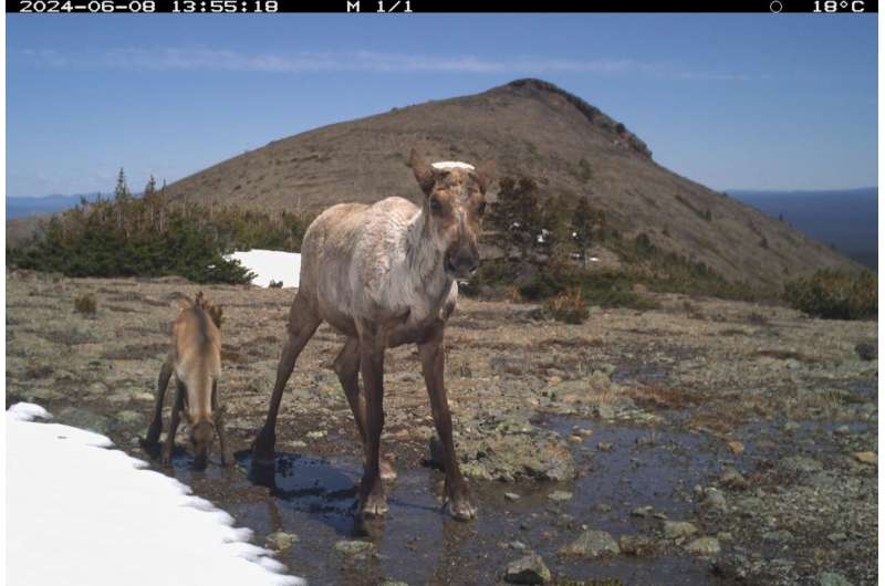 Terrain Predicts Which Caribou Calves Survive Wolf Control - Image 3