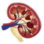 Scientists Grow Mini-Stomachs to Study Rare Diseases - Image 3
