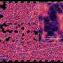 Scientists Create Genetic Map to Save Soybean Harvests - Image 4
