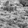 AI Helps Scientists Discover Two New Bird Species in Amazon - Image 5