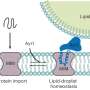 Scientists Double Membrane Strength for Clean Energy Tech - Image 5