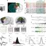 Common Antibiotic Boosts Immune Cells in Surprise Discovery - Image 4