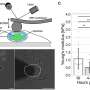 Scientists Find Where Brain Stores 'Aha Moment' Insights - Image 4