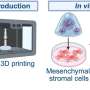 Japanese Scientists Regenerate Functional Lymph Nodes in Mice - Image 5
