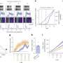 Scientists Map Brain Differences in Weight-Loss Drug Effects - Image 5
