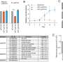 Japanese Scientists Regenerate Functional Lymph Nodes in Mice - Image 3