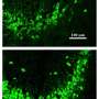 Lab-Grown Cartilage Could Revolutionize Bone Transplants - Image 4