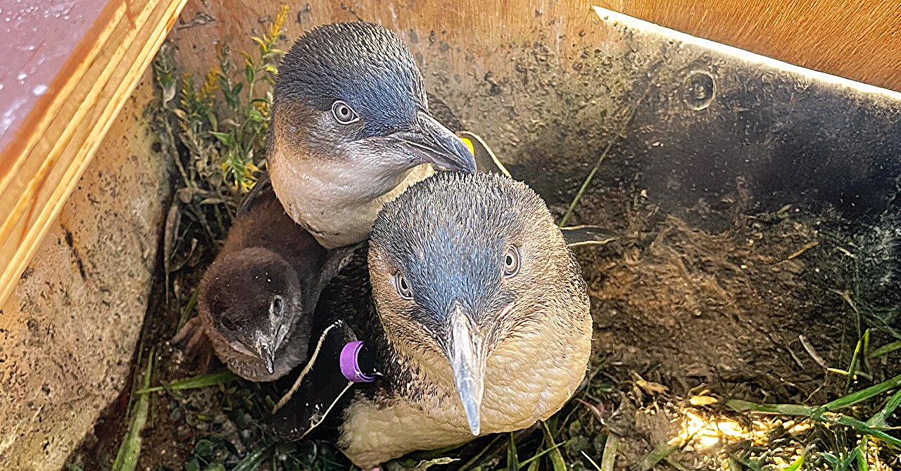 Little blue penguin parent snuggling with fluffy gray chick inside nest burrow box