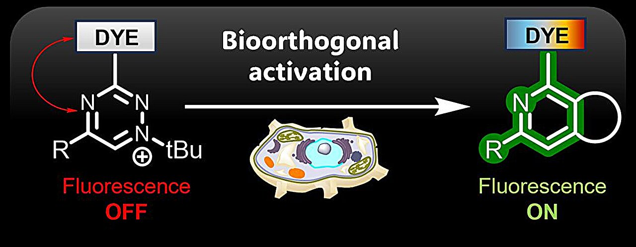 Fluorescent microscopy image showing labeled cells glowing at specific target sites against dark background