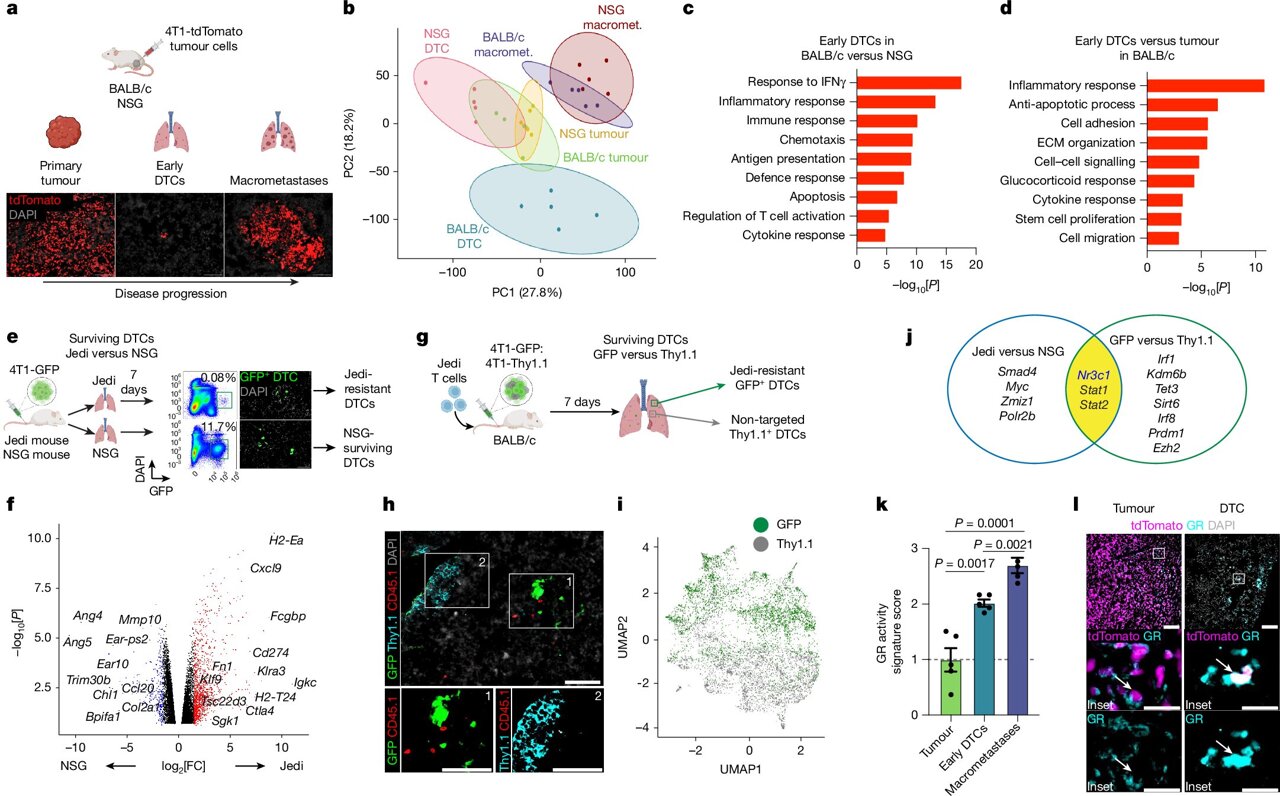 FDA-Approved Drug May Block Breast Cancer Spread - Image 2