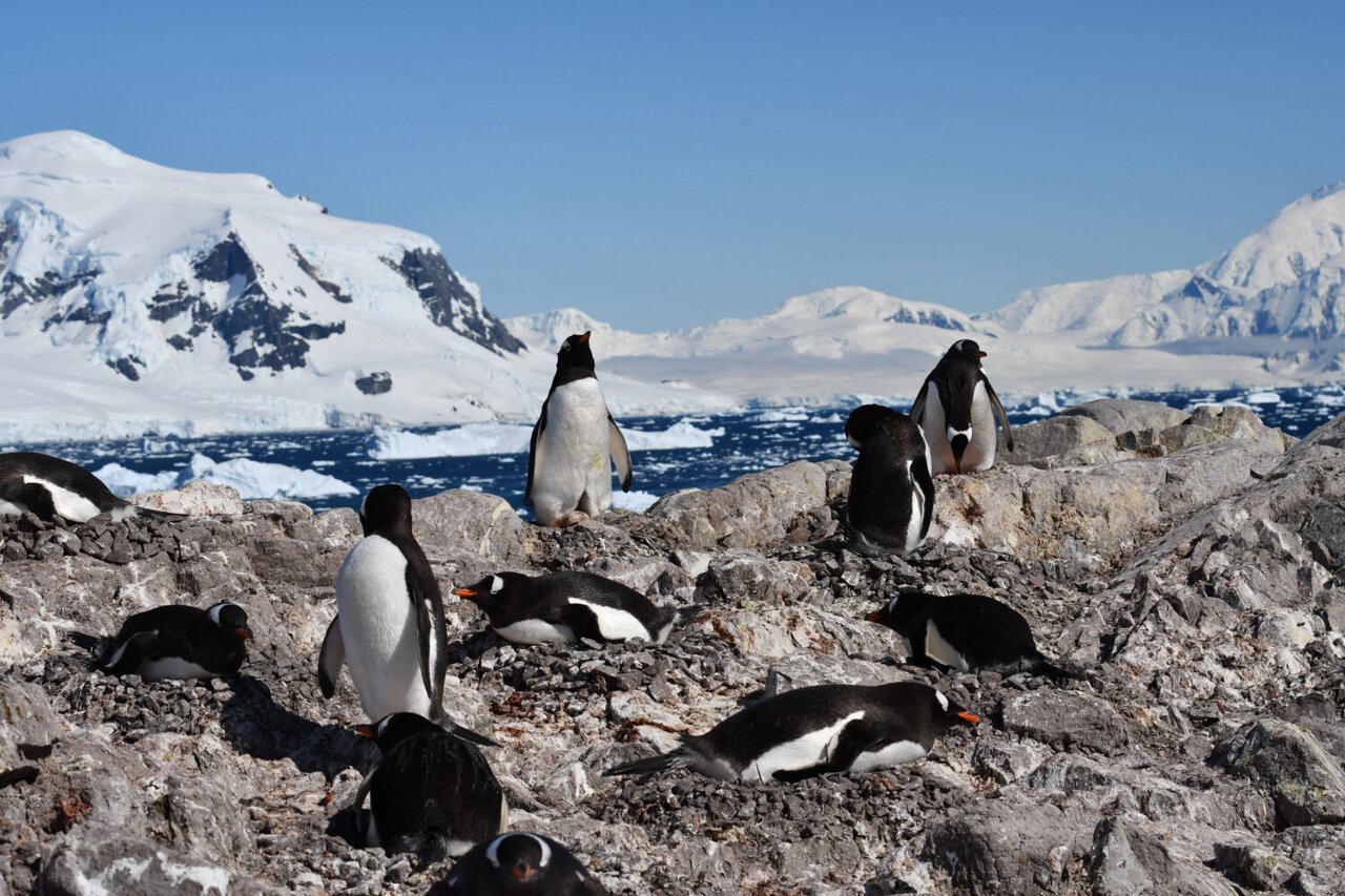 Antarctic Penguins Shift Breeding Two Weeks Earlier - Image 2