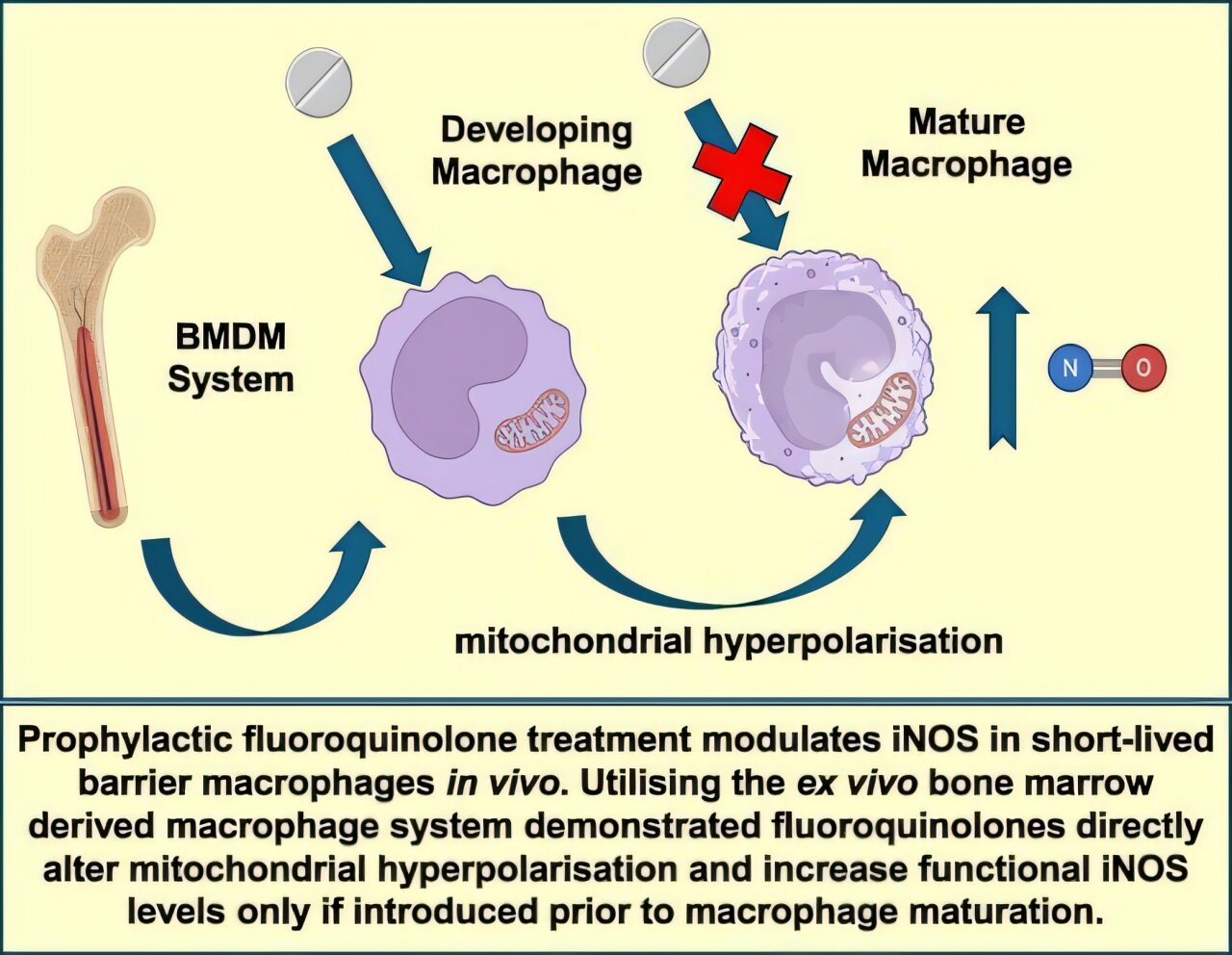 Microscopic view of immune system macrophage cells actively fighting bacterial infection with enhanced activity