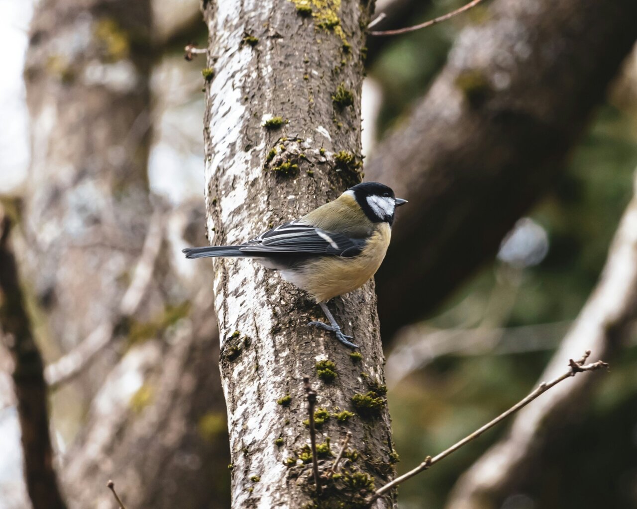 Native Oak Trees Help Birds Raise 40% More Chicks - Image 2