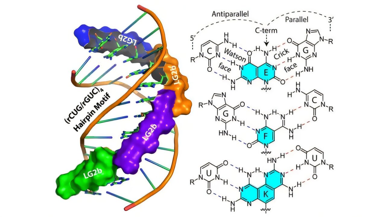 Carnegie Mellon Finds New Path to Treat Muscular Dystrophy