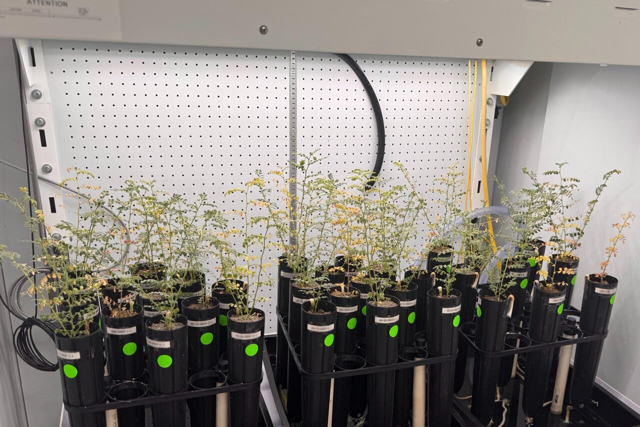 Scientists Grow Chickpeas in Moon Soil Simulant - Image 2