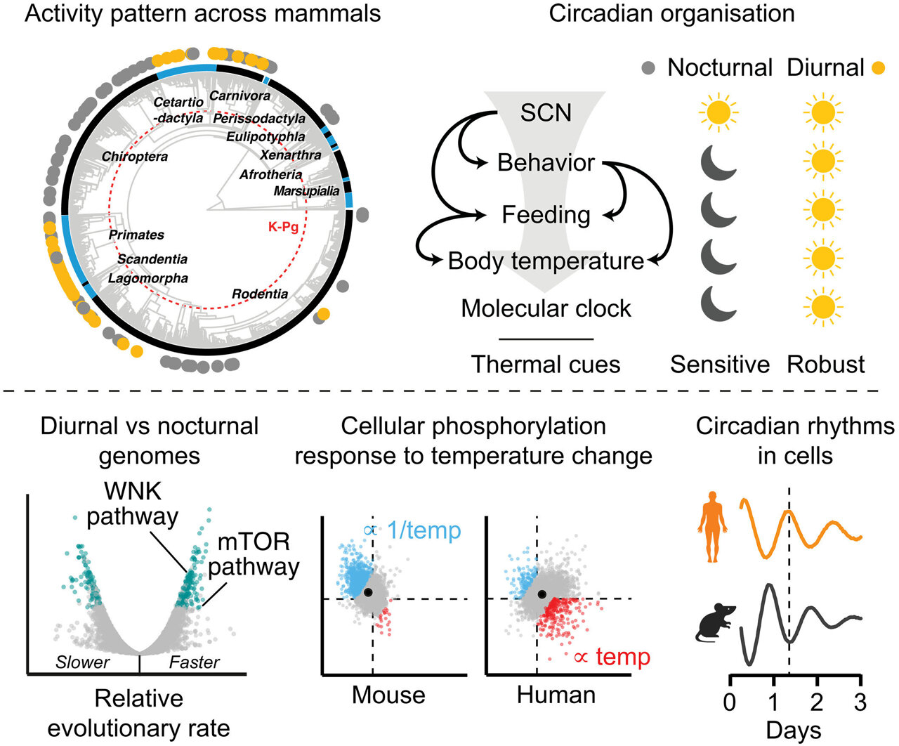 Scientists Discover Why Humans Are Awake During the Day - Image 2