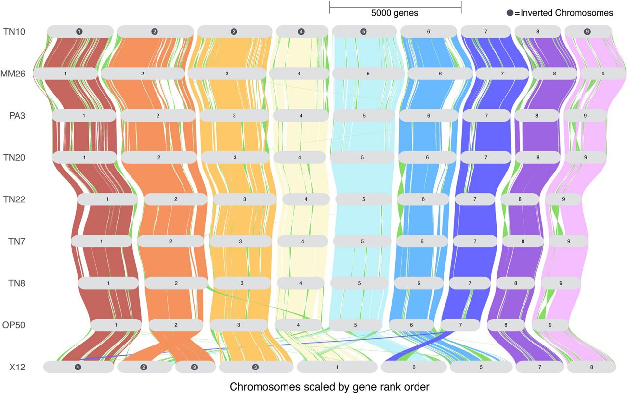 Scientists Create Genetic Map to Save Soybean Harvests - Image 2