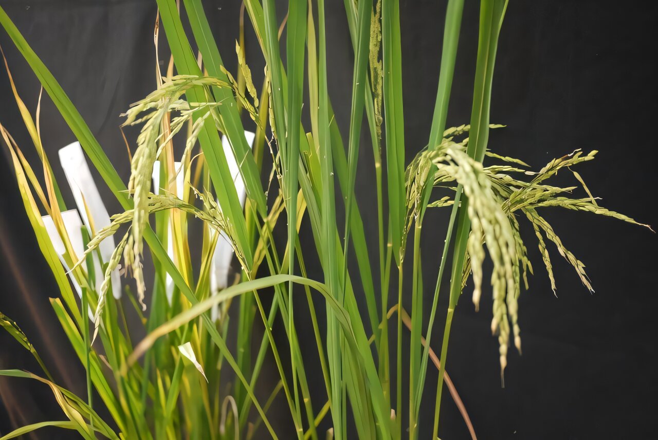 New Rice Varieties Shield East Africa From Blight