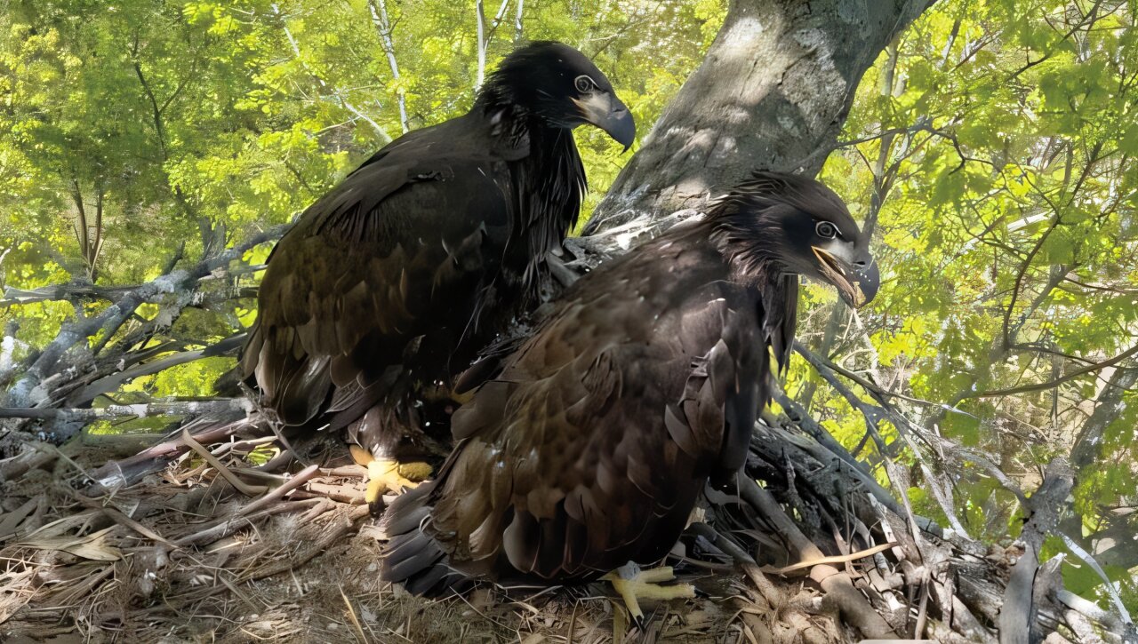 Wildlife biologist climbing tall tree to reach bald eagle nest for conservation research
