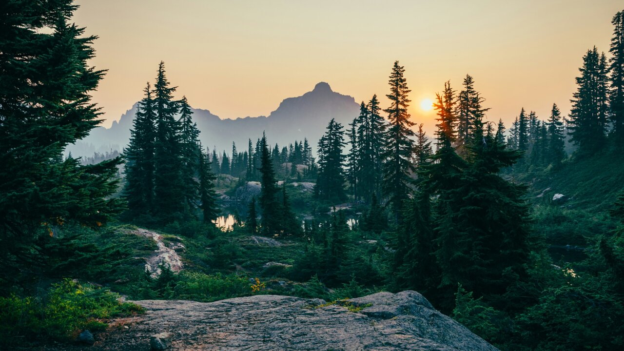 US Forests Store Record Carbon in Last Two Decades - Image 2