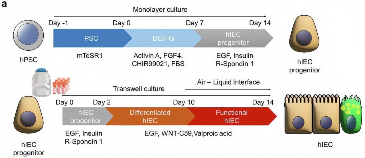 Lab-Grown Gut Model Predicts Drug Side Effects at 94% Accuracy
