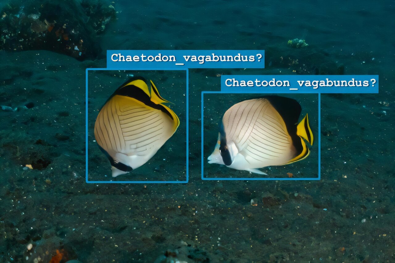 Colorful coral reef with fish demonstrating AI species recognition technology for marine conservation