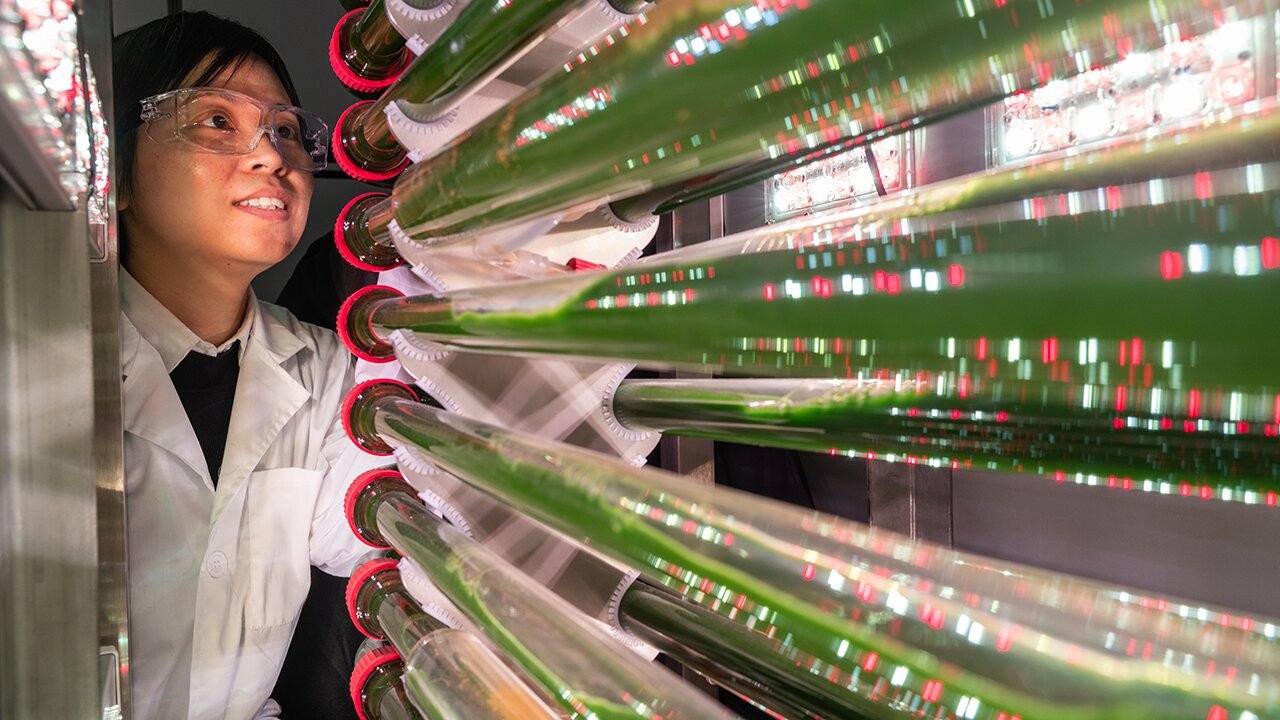 Professor Susie Dai in her laboratory with large algae bioreactor tanks used for water treatment