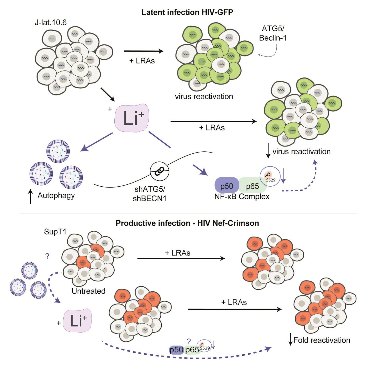 Mood Drug Lithium Shows Promise Fighting Hidden HIV