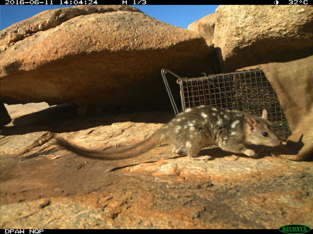 Indigenous Rangers Bring Endangered Quolls Back From the Brink