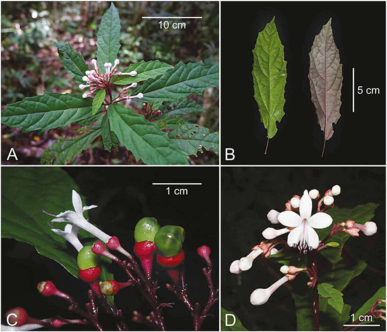 White star-shaped flowers of Clerodendrum kelli plant with green oval leaves in Philippine rainforest