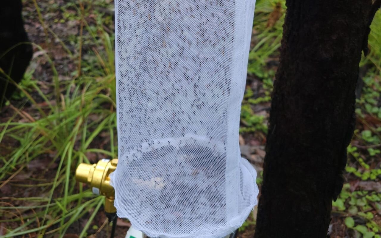 Mosquitoes Help Scientists Find 70 Endangered Species