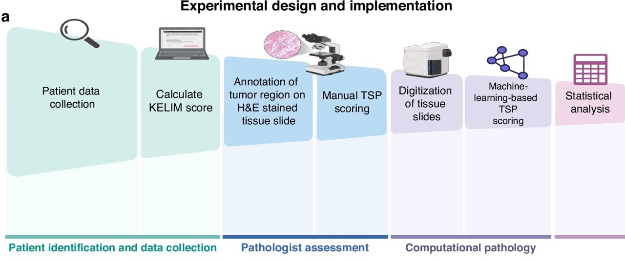 AI Tool Predicts Best Ovarian Cancer Treatment at Diagnosis - Image 2