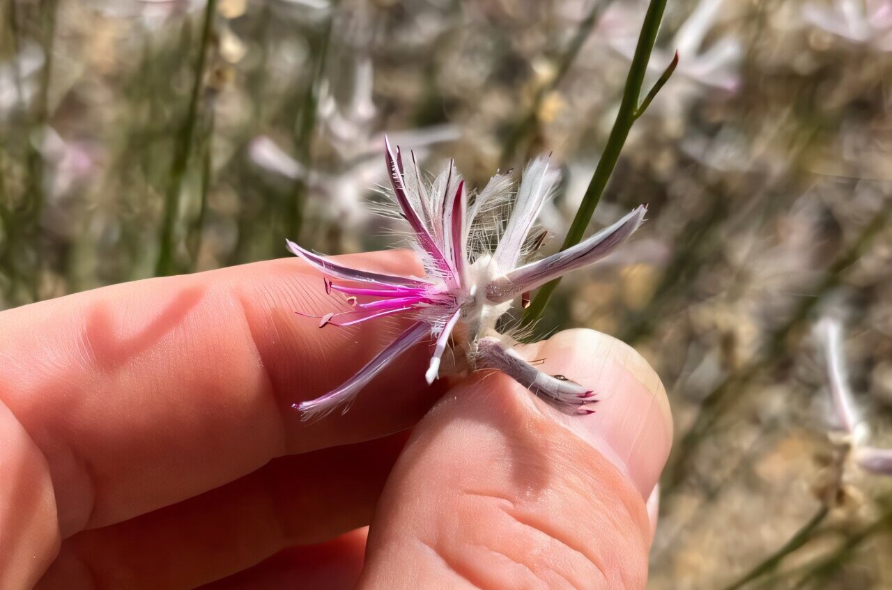 Extinct Plant Rediscovered in Remote Australia After 60 Years - Image 2
